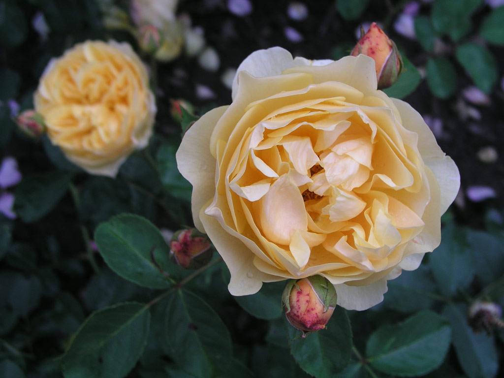 růže Graham Thomas