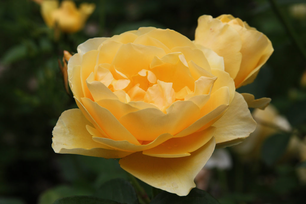 růže Graham Thomas