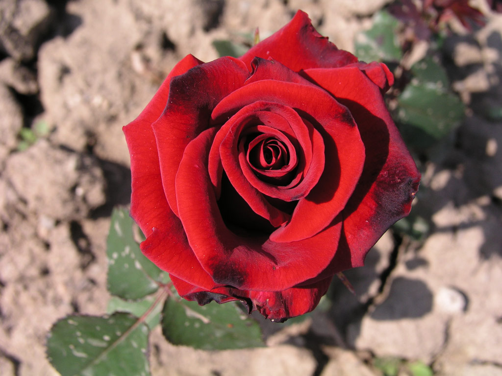 růže Grand Prix (SELECT)