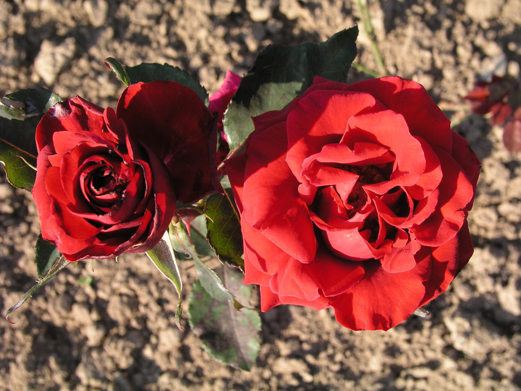 růže Grand Prix (SELECT)