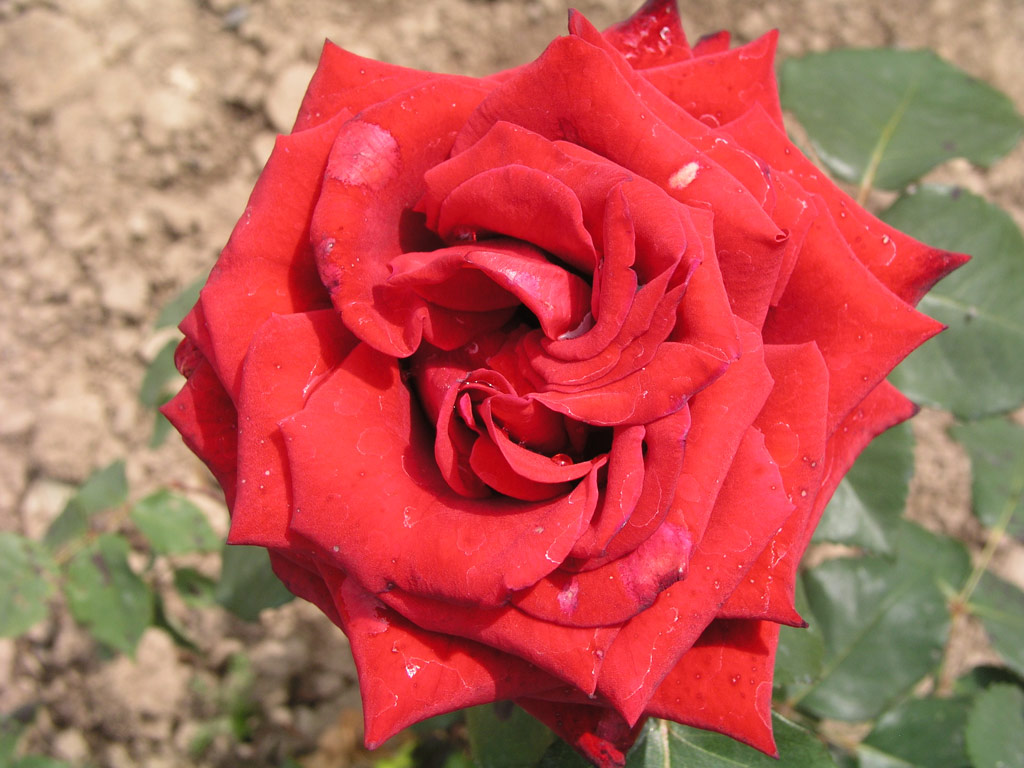 růže Grand Prix (SELECT)