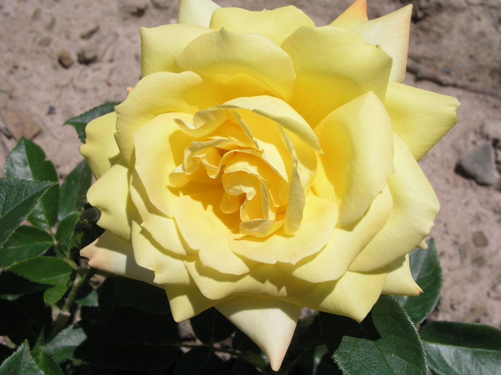 růže Grandpa Dickson