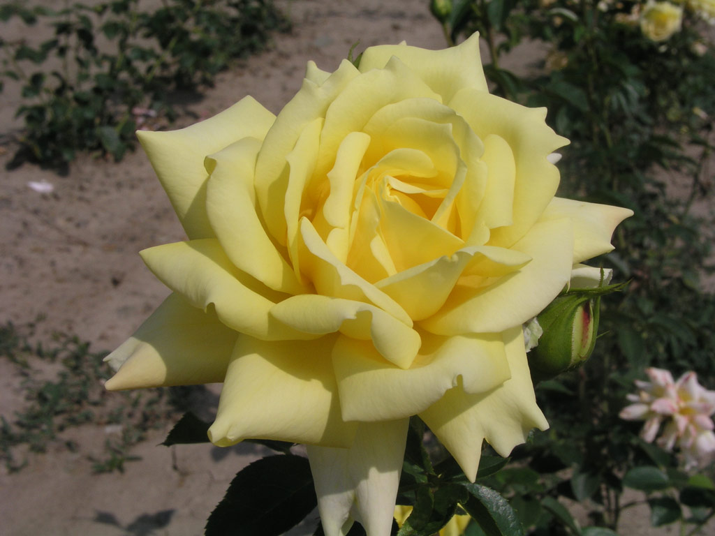 růže Grandpa Dickson