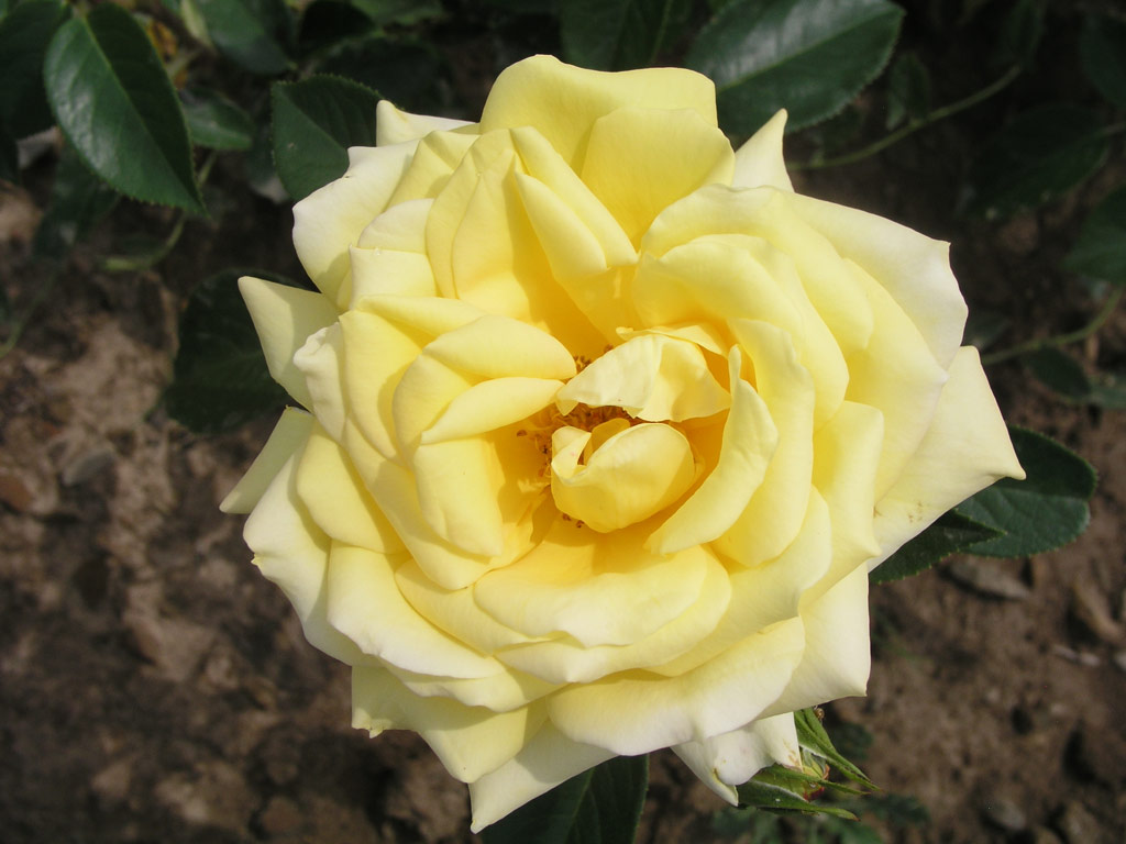 růže Grandpa Dickson