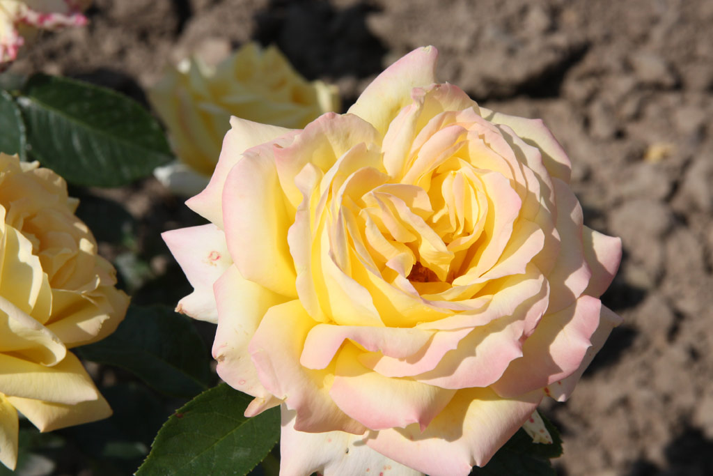 růže Grandpa Dickson