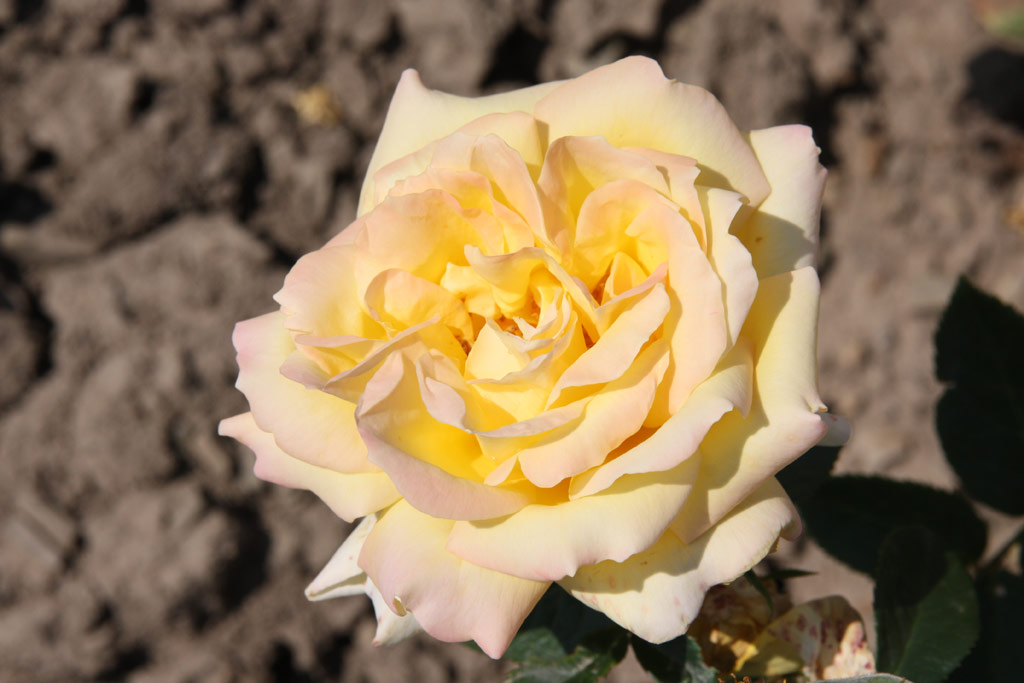 růže Grandpa Dickson