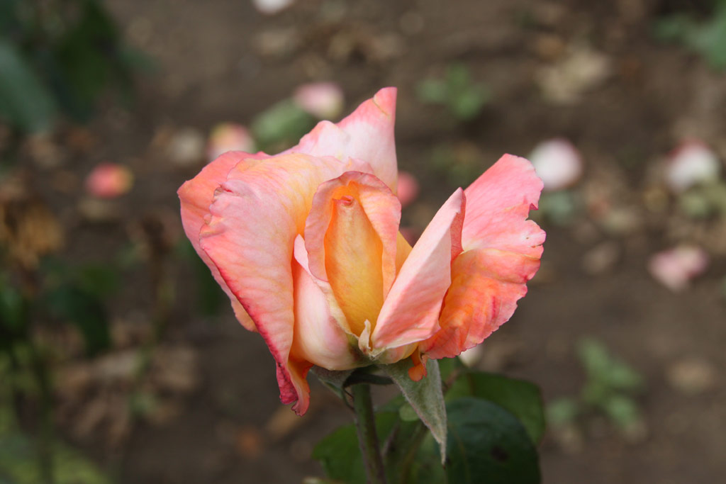 růže Gratitude (Budape?)