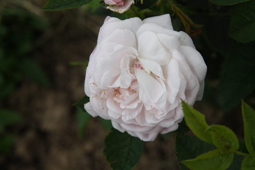 růže Great Maiden�s Blush