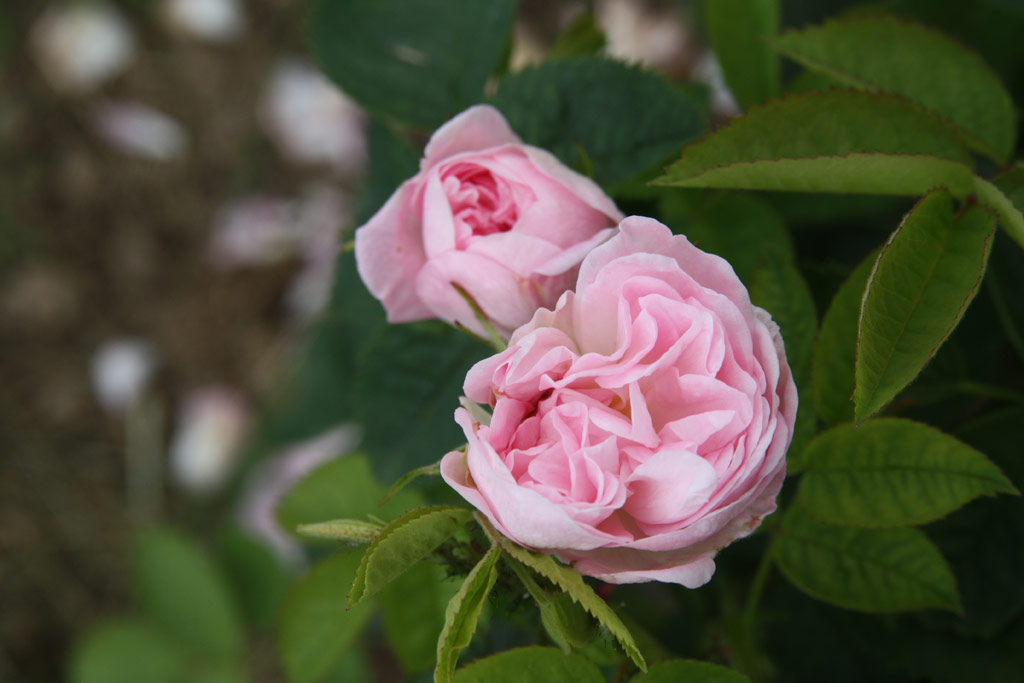 růže Great Maidens Blush