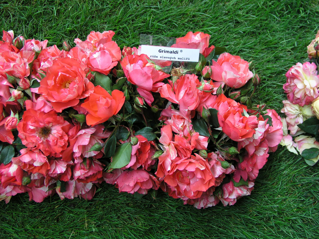 růže Grimaldi