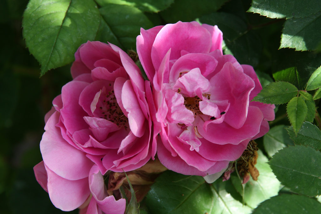 růže Griseldis (Geschwind)