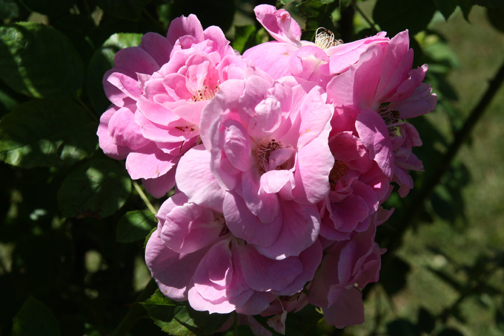 růže Griseldis (Geschwind)