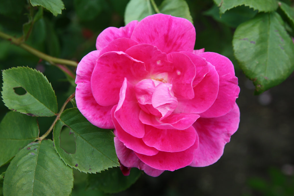 růže Griseldis (Geschwind)