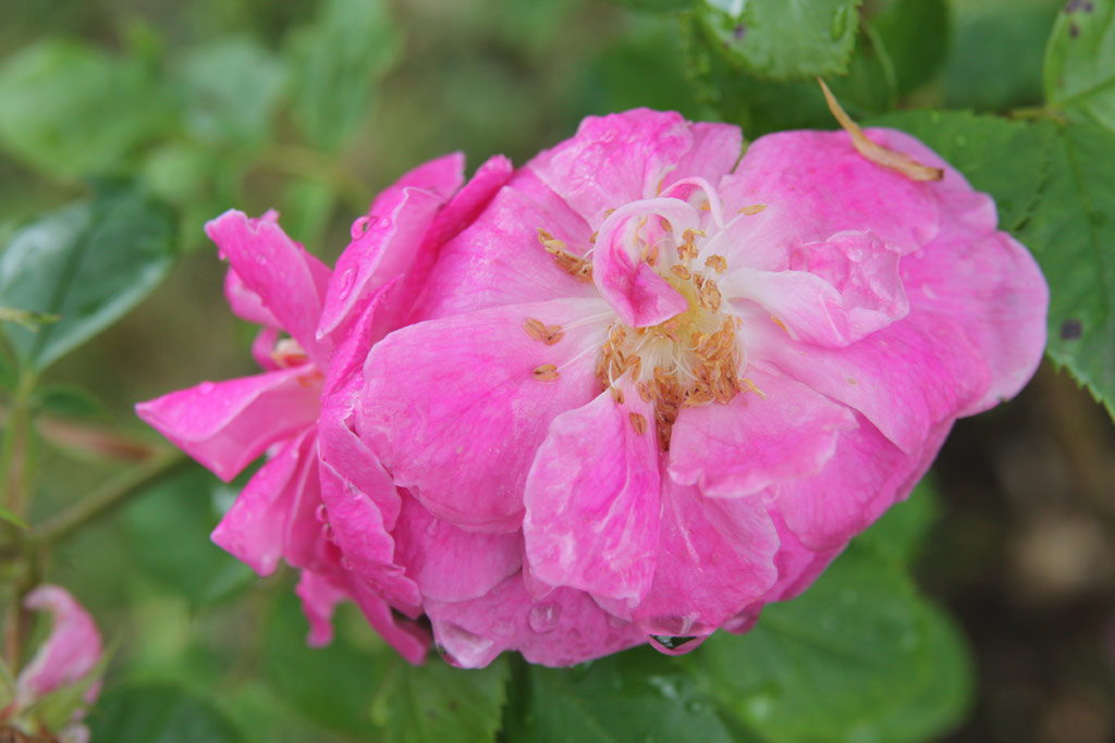 růže Griseldis (Geschwind)