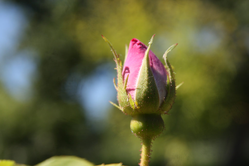růže Griseldis (Geschwind)