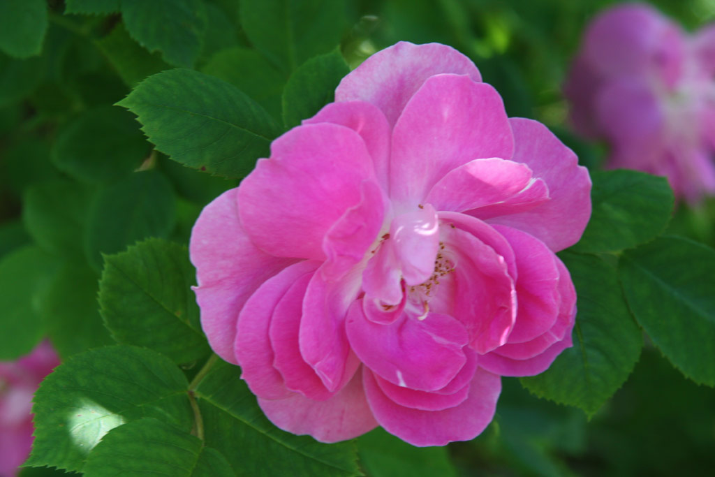 růže Griseldis (Geschwind)