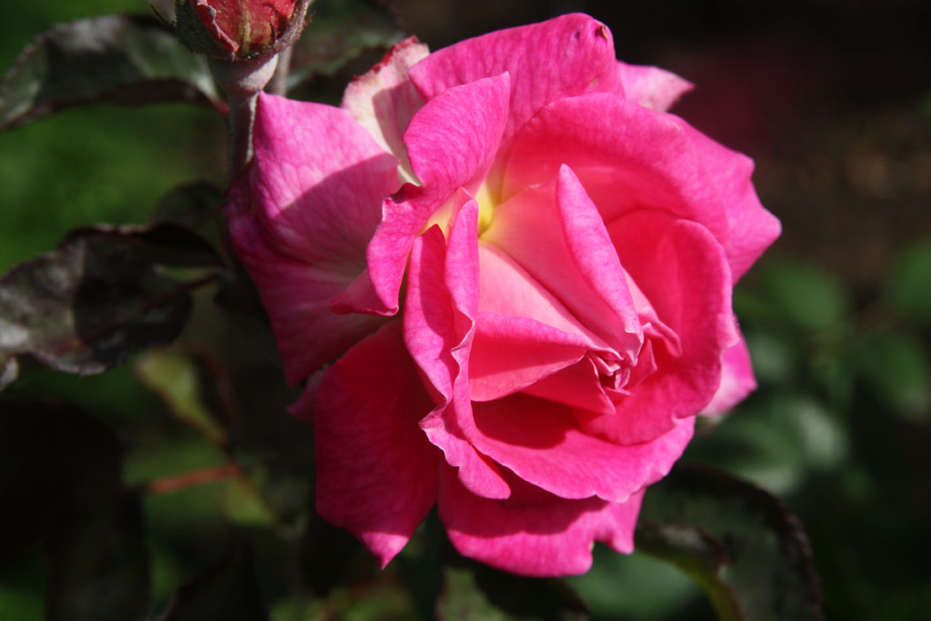 růže Grossmtterchen