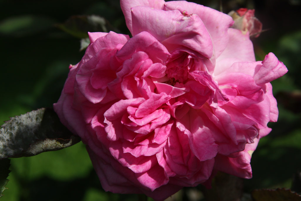 růže Grossmtterchen