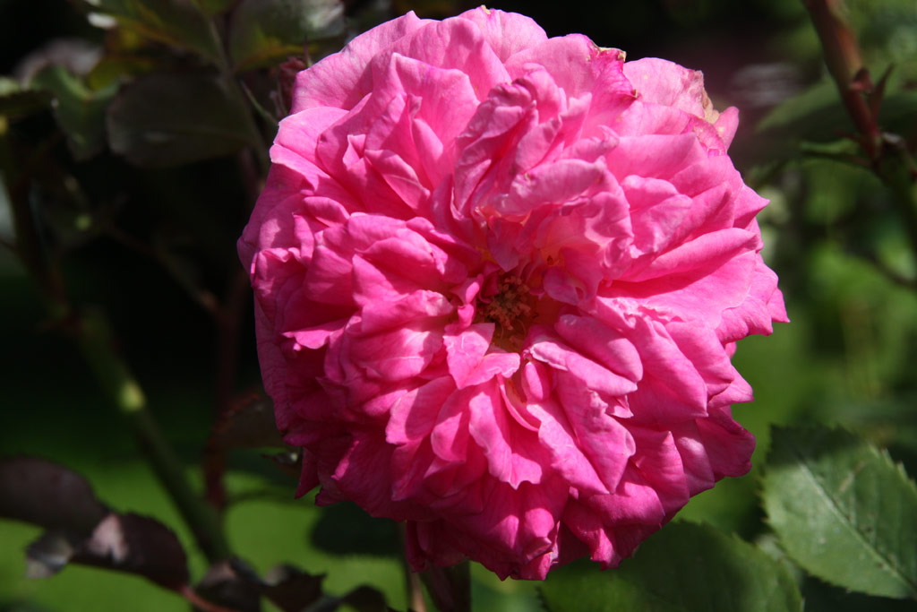 růže Grossmtterchen