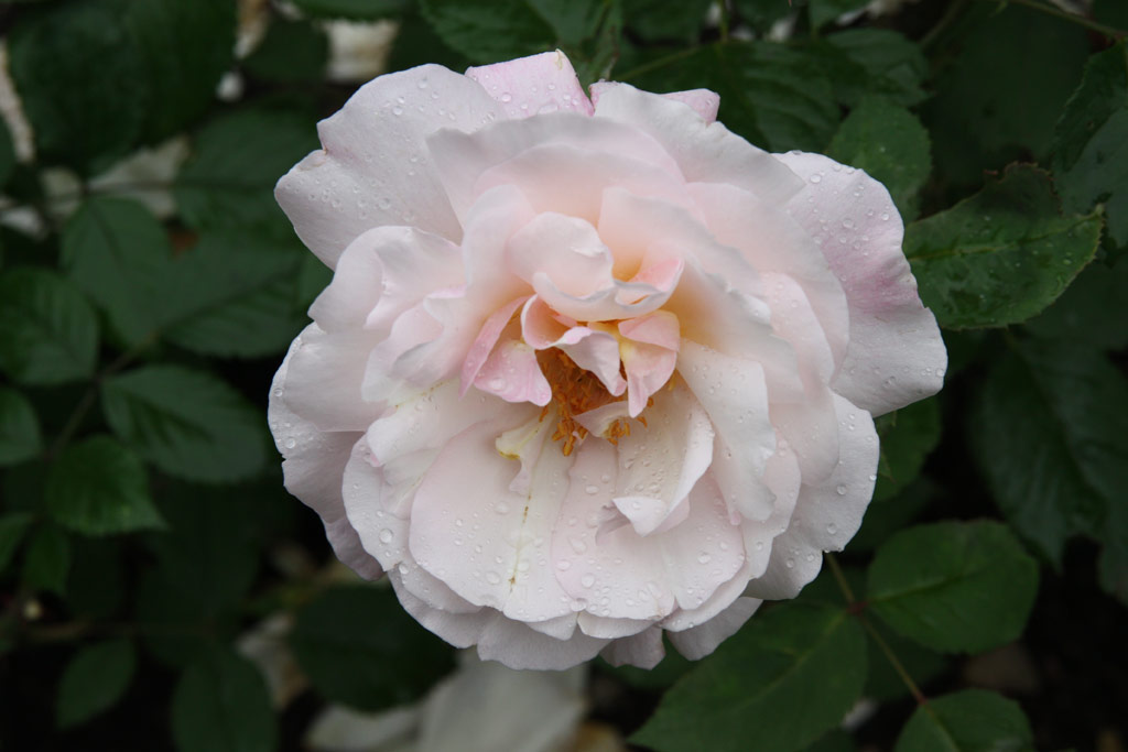 růže Gruss an Aachen