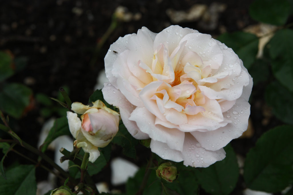 růže Gruss an Aachen