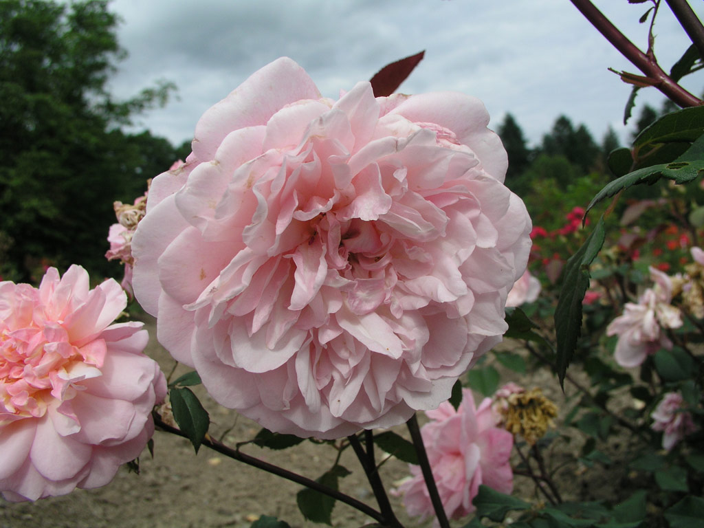 růže Gruss an Aachen