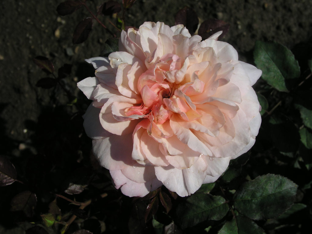 růže Gruss an Aachen