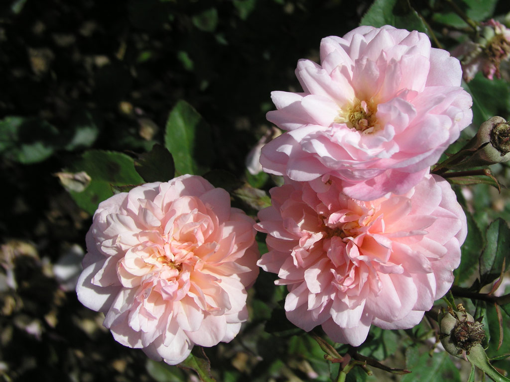 růže Gruss an Aachen