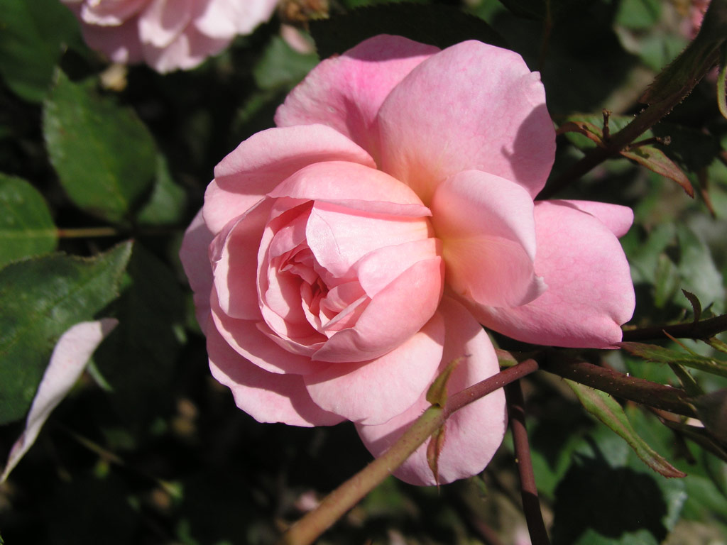 růže Gruss an Aachen