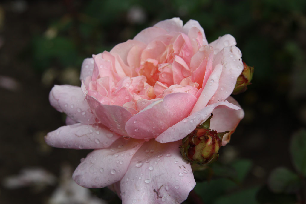 růže Gruss an Aachen