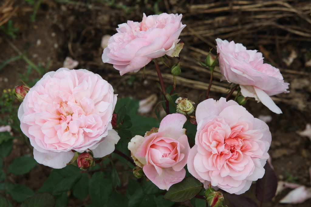 růže Gruss an Aachen