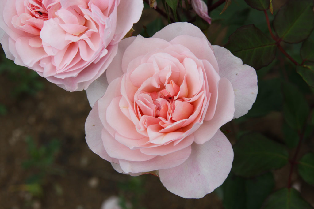 růže Gruss an Aachen