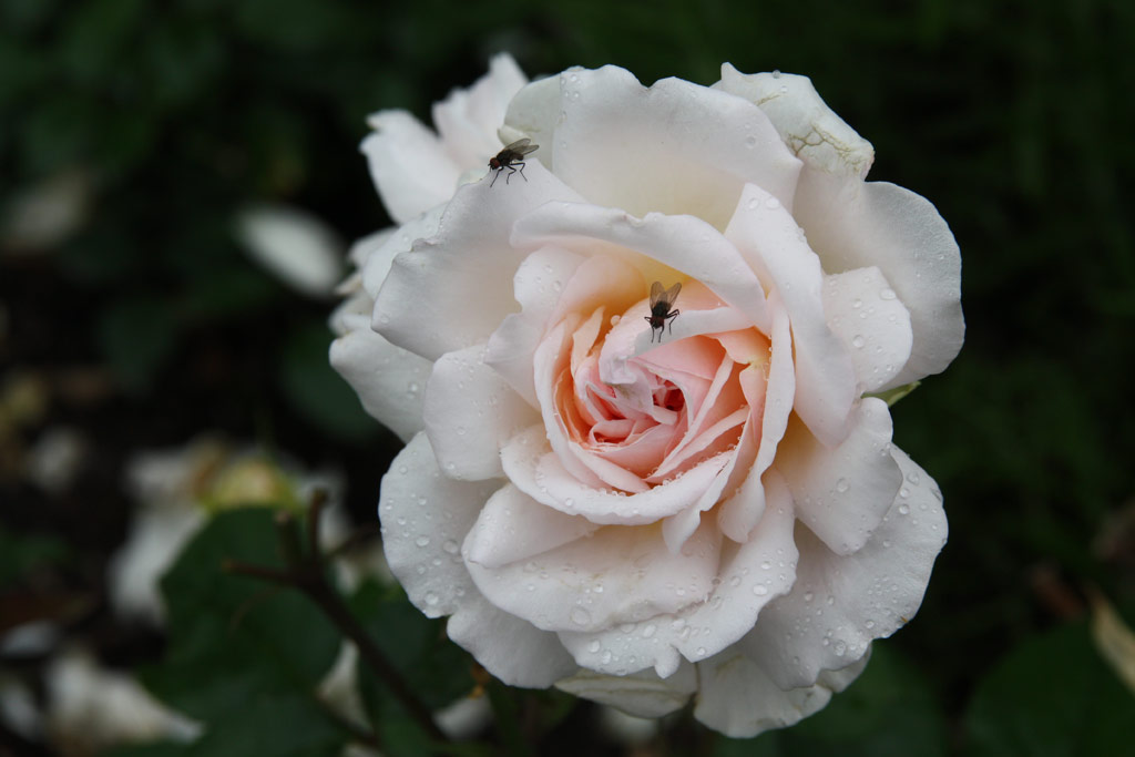 růže Gruss an Aachen