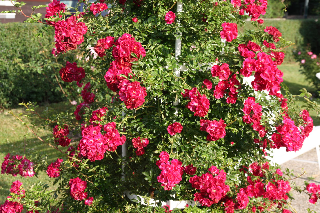 růže Gruss an Freundorf