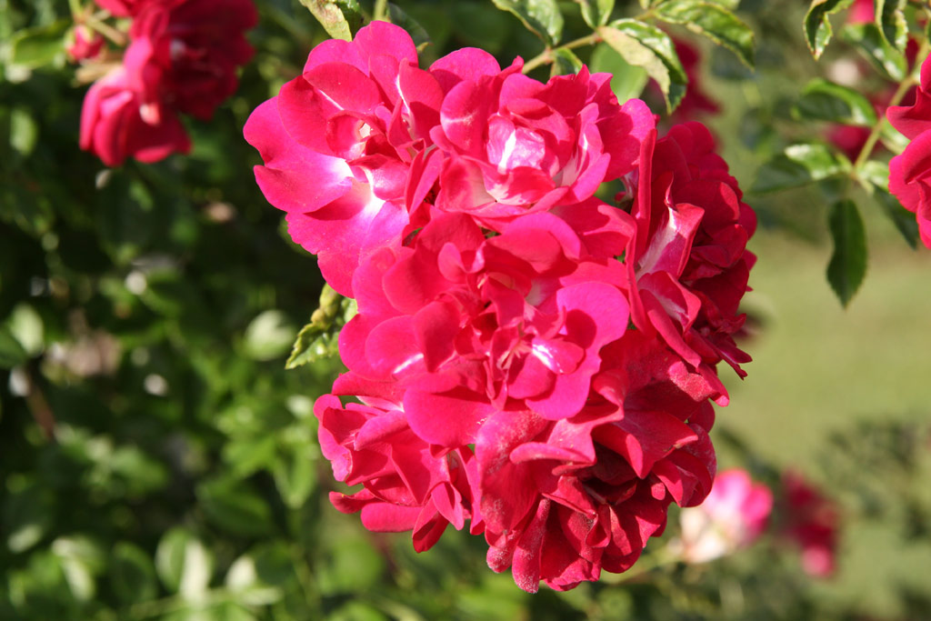 růže Gruss an Freundorf