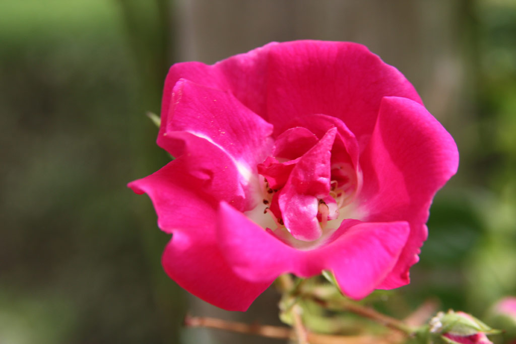 růže Gruss an Freundorf