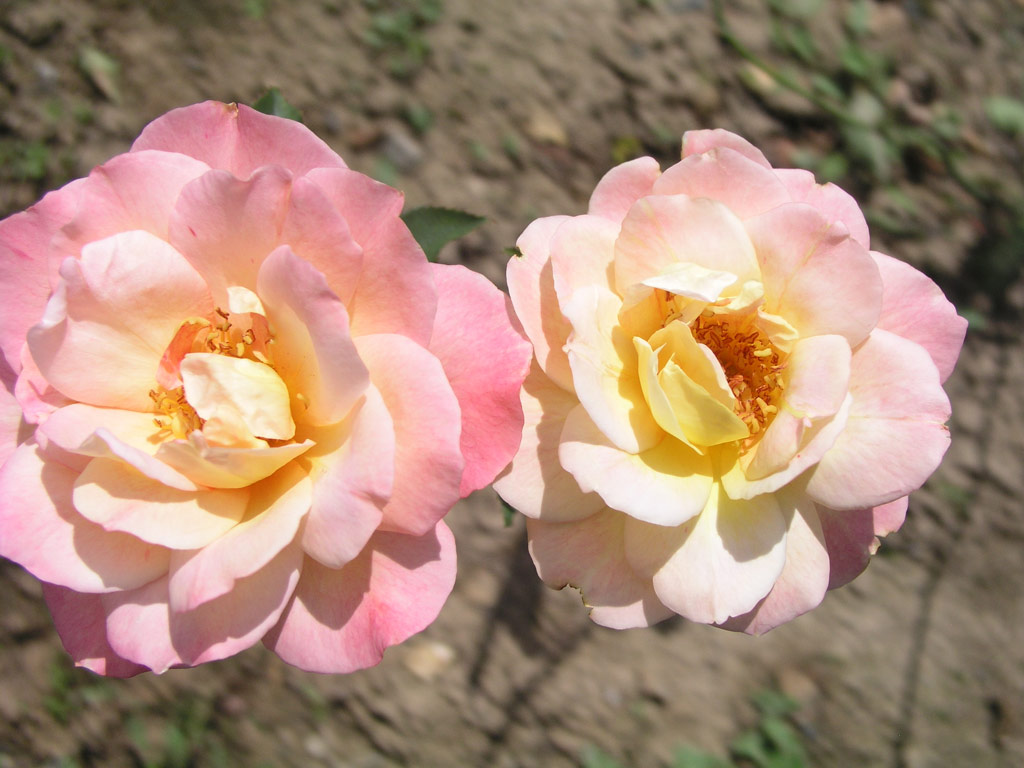 růže Gruss an Goburg