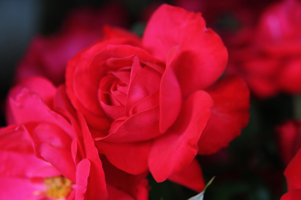 růže Gruss an Heidelberg