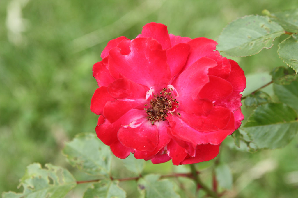 růže Gruss an Heidelberg