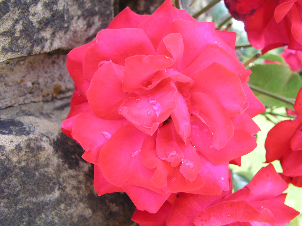 růže Gruss an Heidelberg