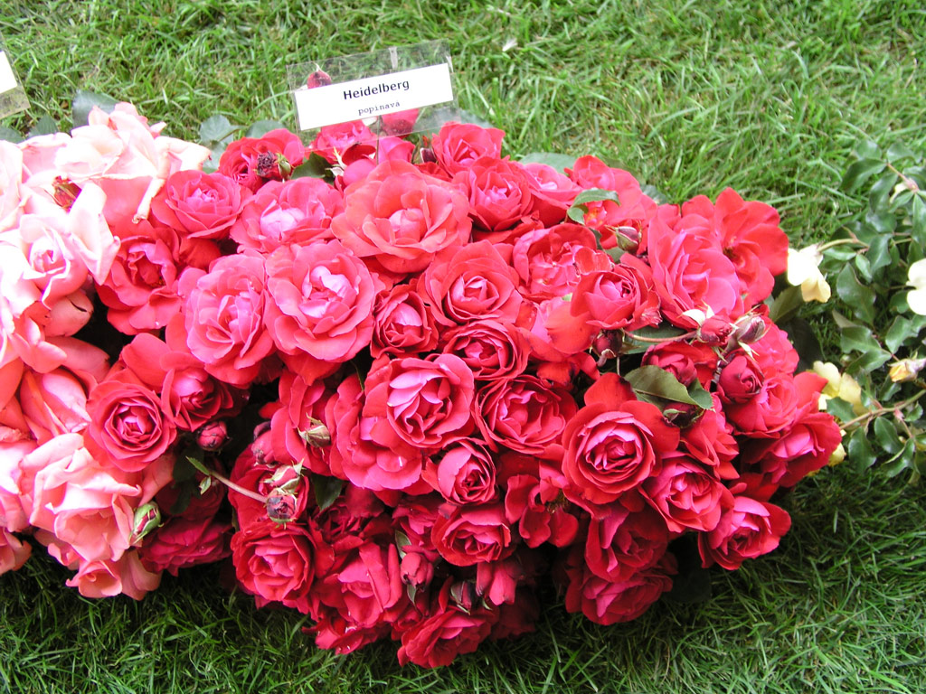 růže Gruss an Heidelberg