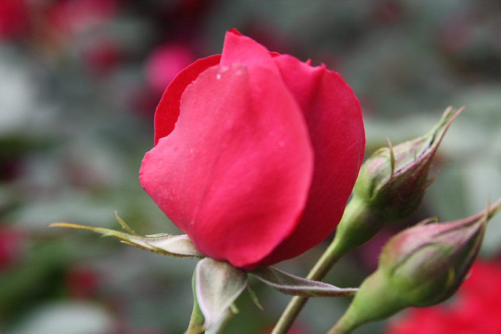 růže Gruss an Heidelberg