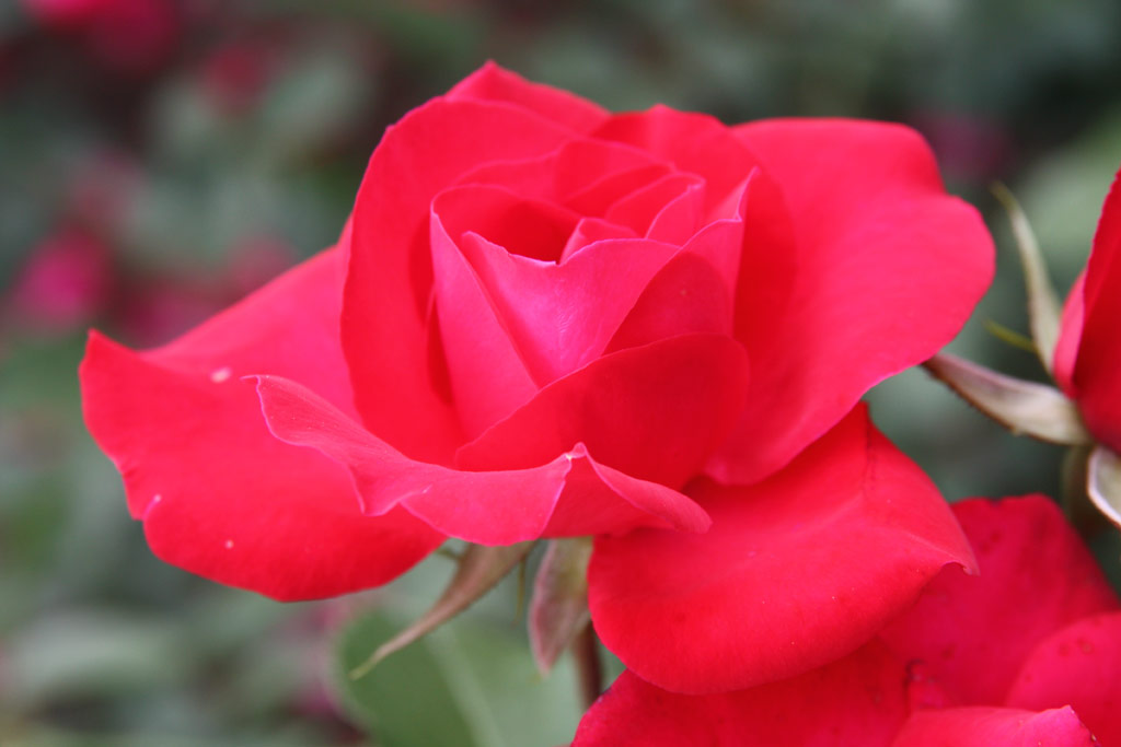 růže Gruss an Heidelberg