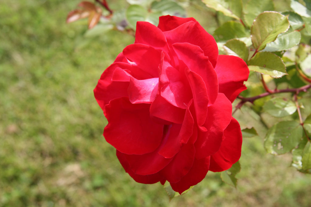 růže Gruss an Heidelberg