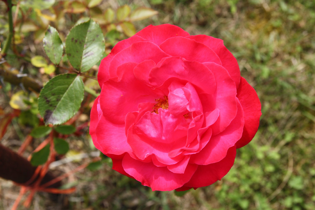 růže Gruss an Heidelberg