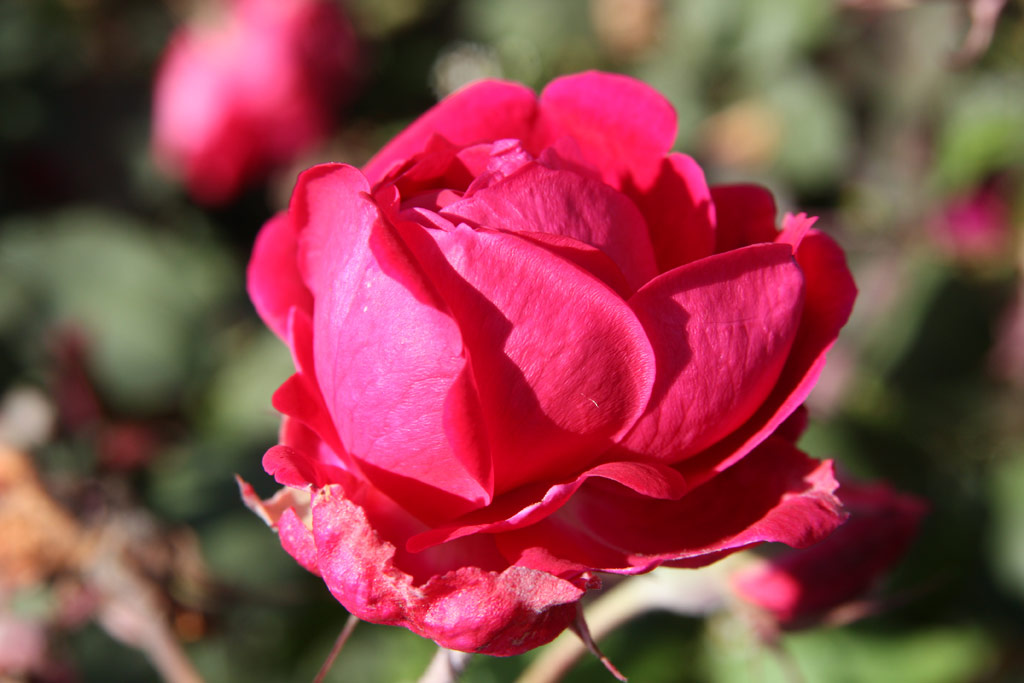 růže Gruss an Teplitz