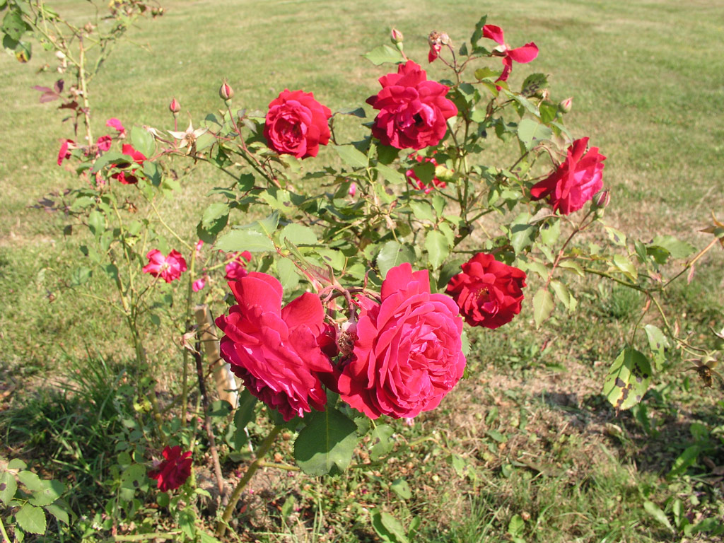 růže Gruss an Teplitz