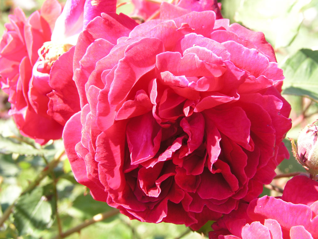 růže Gruss an Teplitz