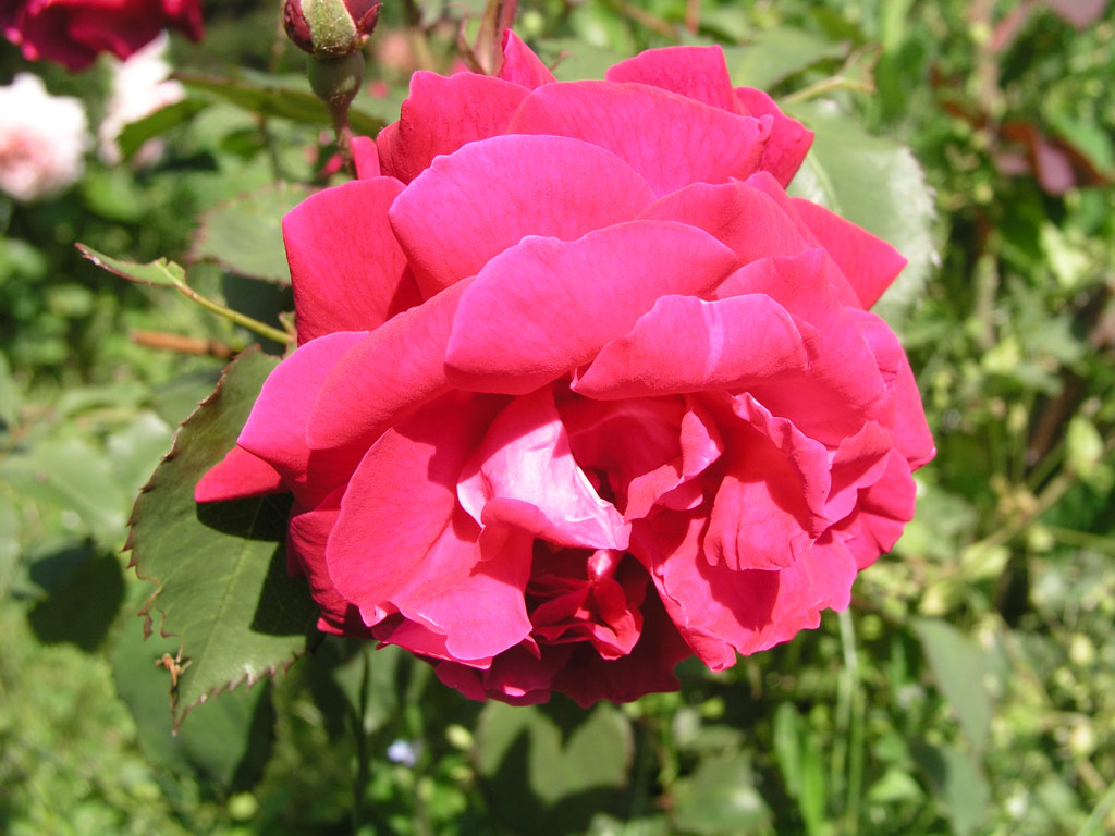 růže Gruss an Teplitz