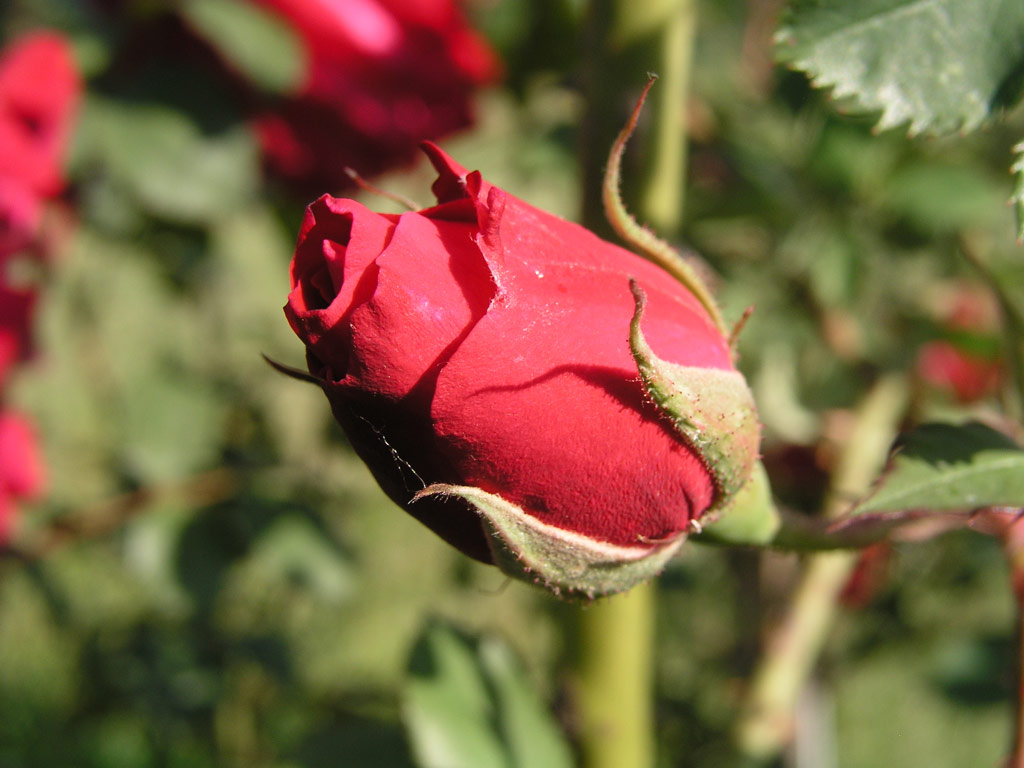 růže Gruss an Teplitz